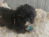 Chiot femelle Shih Tzu non LOF de mai 2026 à vendre