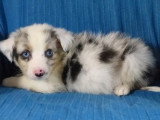 10 chiots Berger Américain Miniature non LOF à vendre nés en mai 2026
