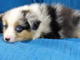 10 chiots Berger Américain Miniature non LOF à vendre nés en mai 2026