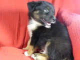 10 chiots Berger Américain Miniature non LOF à vendre nés en mai 2026