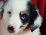10 chiots Berger Américain Miniature non LOF à vendre nés en mai 2026