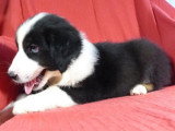 10 chiots Berger Américain Miniature non LOF à vendre nés en mai 2026