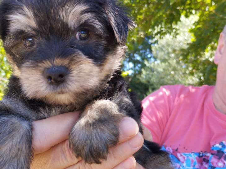 Adorables chiots Yorkshire Terrier à vendre