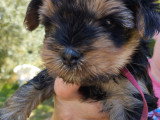 Adorables chiots Yorkshire Terrier à vendre