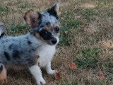 Chiot Chihuahua mâle bleu merle non LOF né en avril 2026  à vendre
