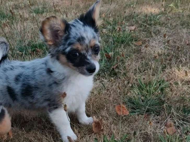 Chiot Chihuahua mâle bleu merle non LOF né en avril 2026 à vendre