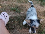 Chiot Chihuahua mâle bleu merle non LOF né en avril 2026 à vendre