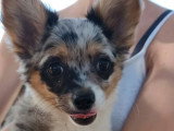 Chiot Chihuahua mâle bleu merle non LOF né en avril 2026 à vendre