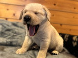 Chiots Labrador LOF à vendre
