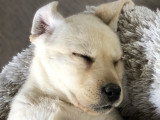 Chiots Labrador LOF à vendre