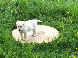 Chiots Labrador LOF à vendre