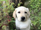 Chiots Labrador LOF à vendre