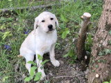 Chiots Labrador LOF à vendre