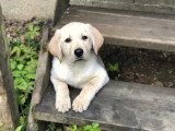 Chiots Labrador LOF à vendre
