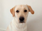 Chiots Labrador LOF à vendre