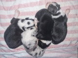 Les 4 femelles 3 noir et blanche 1 merle bleu