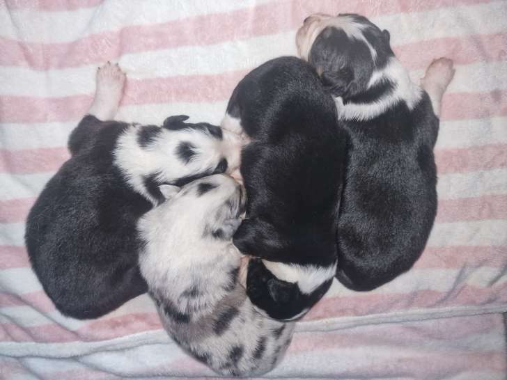 Les 4 femelles 3 noir et blanche 1 merle bleu