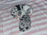 Les 2 mâles Merle bleu