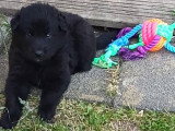 Chiot mâle Groenendael LOF à vendre