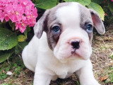 2 chiots mâles Bouledogue français à réserver non LOF nés en mai 2026