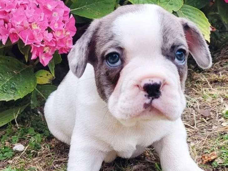 2 chiots mâles Bouledogue français à réserver non LOF nés en mai 2026