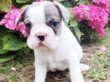 2 chiots mâles Bouledogue français à réserver non LOF nés en mai 2026