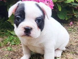 2 chiots mâles Bouledogue français à réserver non LOF nés en mai 2026