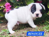 2 chiots mâles Bouledogue français à réserver non LOF nés en mai 2026