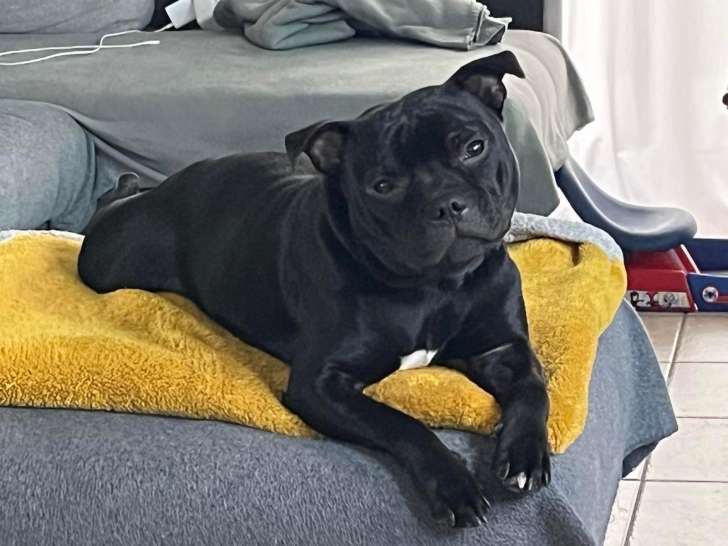 Chien adulte de type Staffordshire Bull Terrier mâle à donner