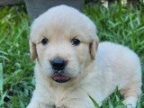 Chiot femelle Golden Retriever à vendre non LOF né en juin 2026