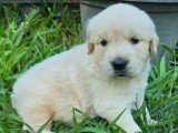 Chiot femelle Golden Retriever à vendre non LOF né en juin 2026