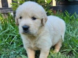 Chiot femelle Golden Retriever à vendre non LOF né en juin 2026