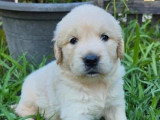 Chiot femelle Golden Retriever à vendre non LOF né en juin 2026