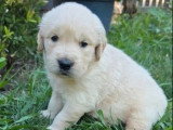 Chiot femelle Golden Retriever à vendre non LOF né en juin 2026
