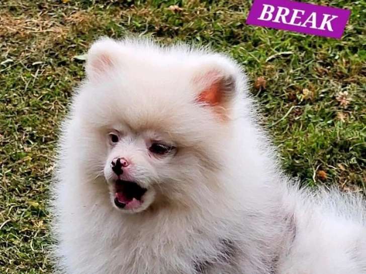 Chiot femelle Spitz Nain Pomeranian merle non LOF d'avril 2026 à vendre
