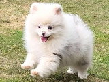 Chiot femelle Spitz Nain Pomeranian merle non LOF d'avril 2026 à vendre