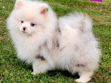 Chiot femelle Spitz Nain Pomeranian merle non LOF d'avril 2026 à vendre