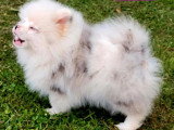 Chiot femelle Spitz Nain Pomeranian merle non LOF d'avril 2026 à vendre