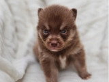 Portée de 5 Pomsky non LOF nés en mai 2026 à vendre