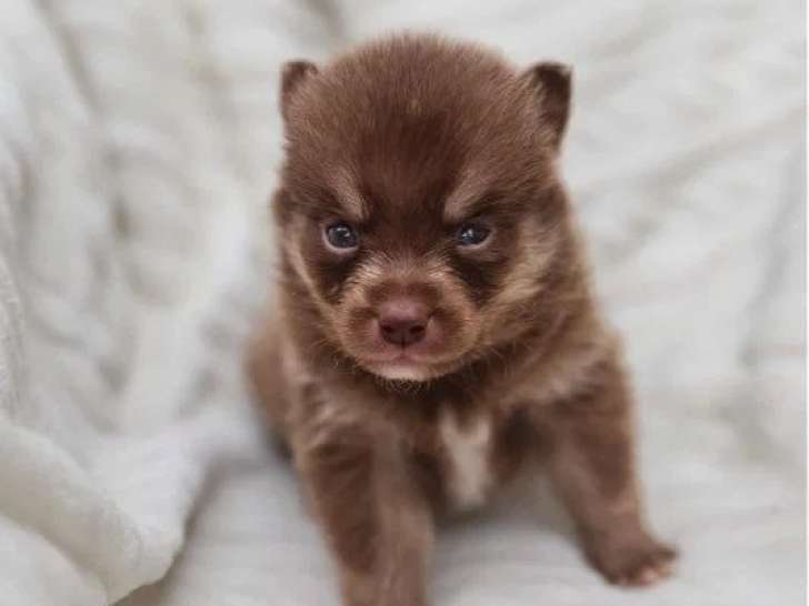 Portée de 5 Pomsky non LOF nés en mai 2026 à vendre