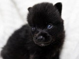 Portée de 5 Pomsky non LOF nés en mai 2026 à vendre