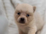 Portée de 5 Pomsky non LOF nés en mai 2026 à vendre