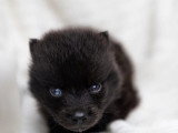 Portée de 5 Pomsky non LOF nés en mai 2026 à vendre