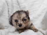 Portée de 5 Pomsky non LOF nés en mai 2026 à vendre
