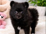 Chiot femelle Spitz Nain non LOF disponible en vente