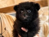 Chiot femelle Spitz Nain non LOF disponible en vente