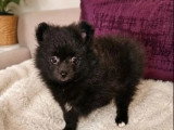 Chiot femelle Spitz Nain non LOF disponible en vente