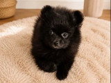 Chiot femelle Spitz Nain non LOF disponible en vente