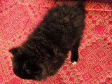 Chiot femelle Spitz Nain non LOF disponible en vente