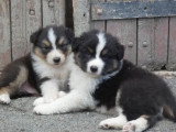 3 chiots Berger Australien dont 2 mâles et 1 femelle non LOF à réserver